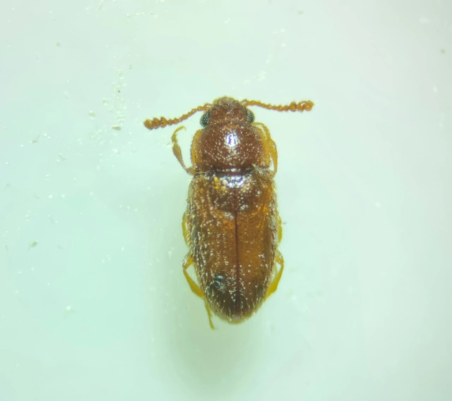 Typhaea