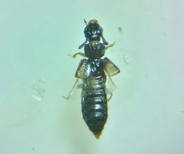 Anotylus nitidulus - fényes korhóholyva Anotylus nitidulus - fényes korhóholyva