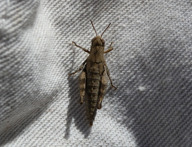 Pezotettix giornae - kis hegyisáska