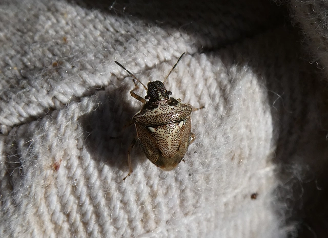 Eysarcoris aeneus - fémes feketefejű-poloska Eysarcoris aeneus - fémes feketefejű-poloska
