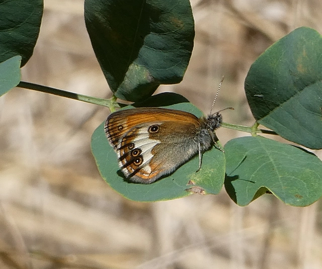 Coenonympha arcania - fehéröves szénalepke