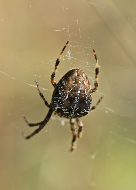 Araneus diadematus - koronás keresztespók