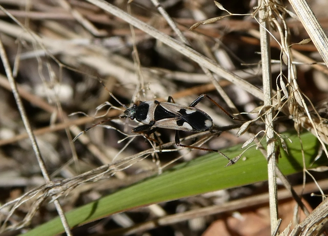 Raglius confusus