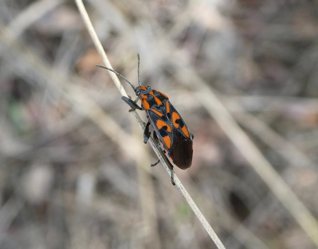 Spilostethus saxatilis - virágbodobács