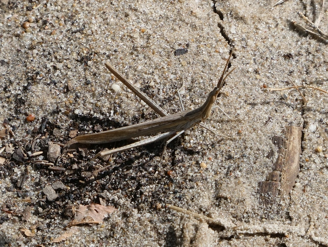 Acrida ungarica - sisakos sáska