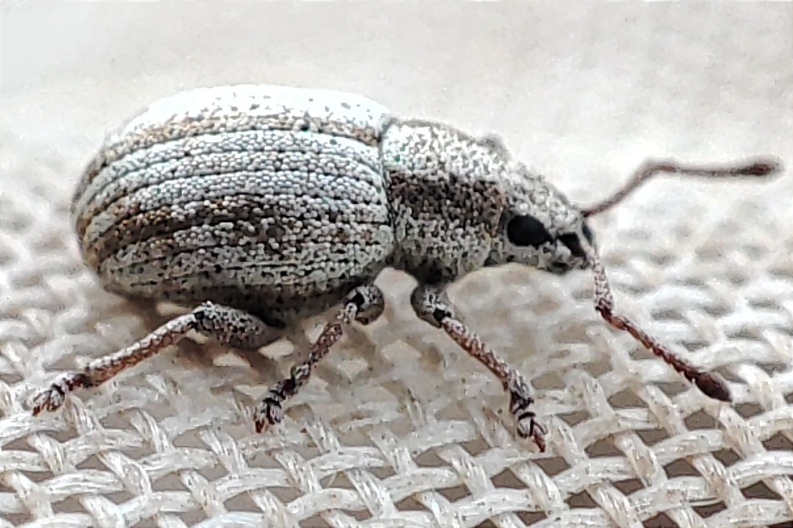 Centricnemus leucogrammus - kis kendermagbogár