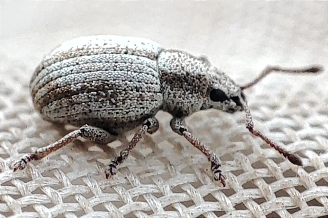 Centricnemus leucogrammus - kis kendermagbogár Centricnemus leucogrammus - kis kendermagbogár