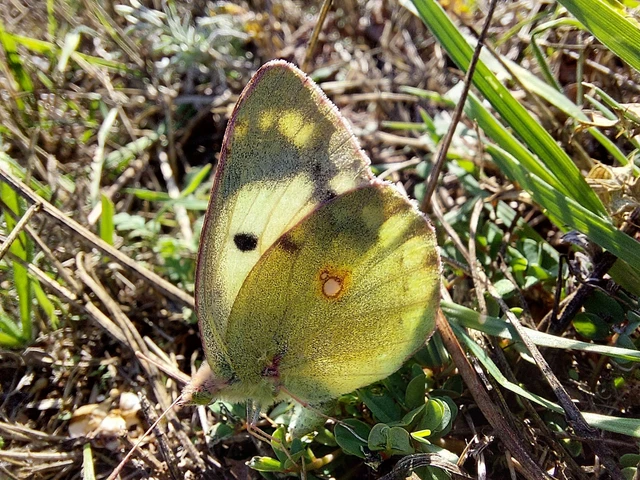 Colias hyale - kéneslepke