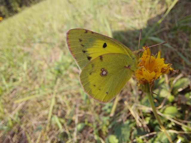 Colias erate - csángó-kéneslepke