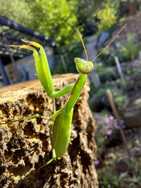 Mantis religiosa - imádkozósáska