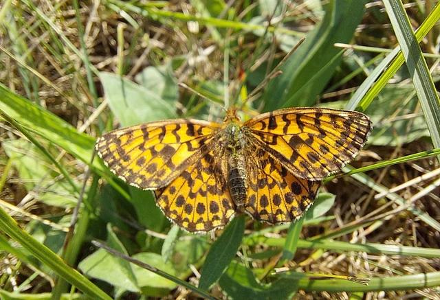 Boloria dia - kis gyöngyházlepke