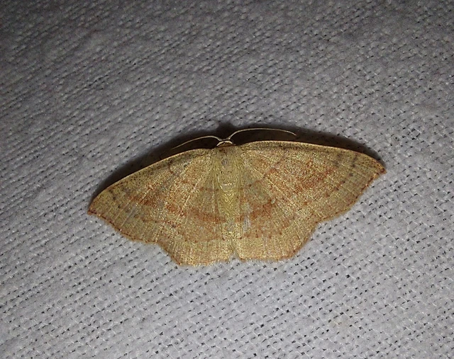 Cyclophora linearia - vonalas pettyesaraszoló
