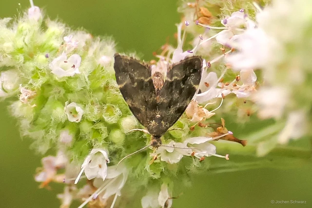 Anthophila fabriciana - lápréti levélmoly