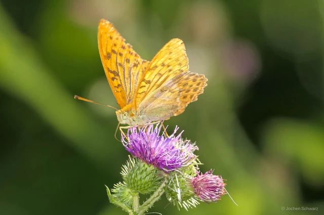 Argynnis paphia - nagy gyöngyházlepke