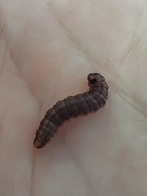 Macrolepidoptera - Nagylepkék