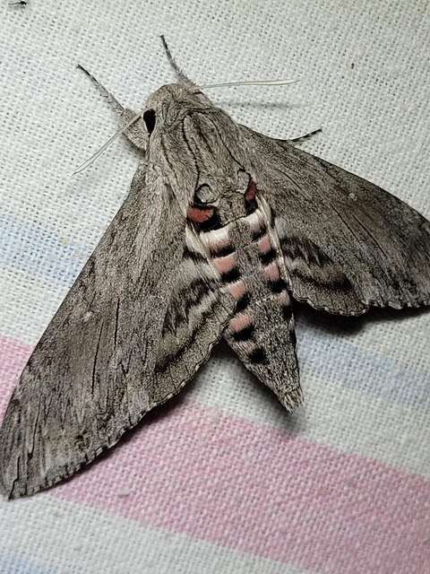 Agrius convolvuli - szulákszender