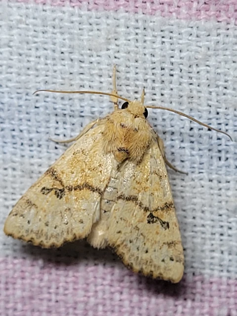 Tiliacea sulphurago - kénes sárgabagoly