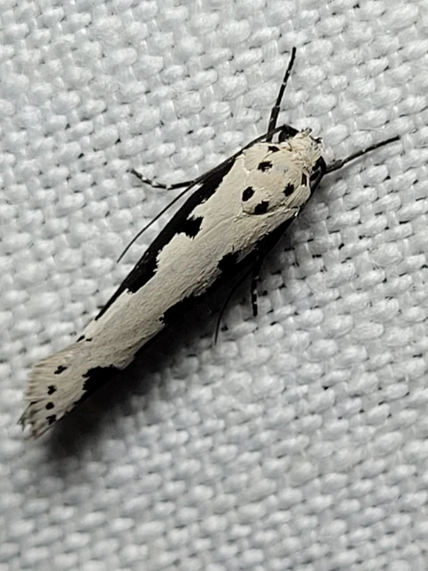 Ethmia
