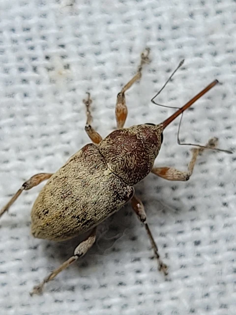 Curculio propinquus - halvány zsuzsóka