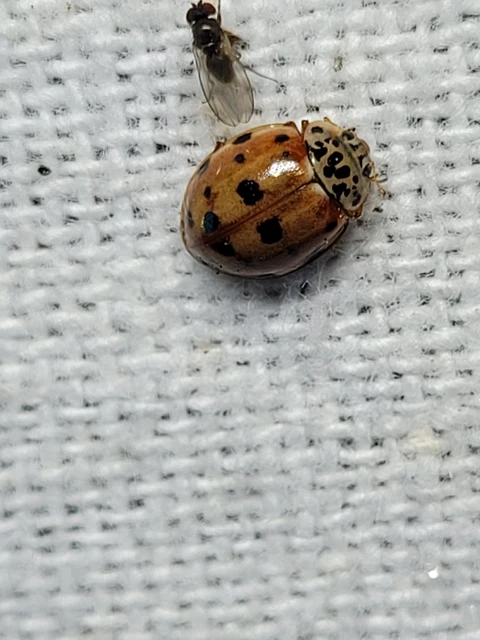 Harmonia quadripunctata - négypettyes katica