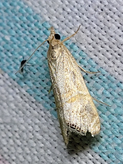 Euchromius ocellea - ezüstcsíkos mozaikmoly