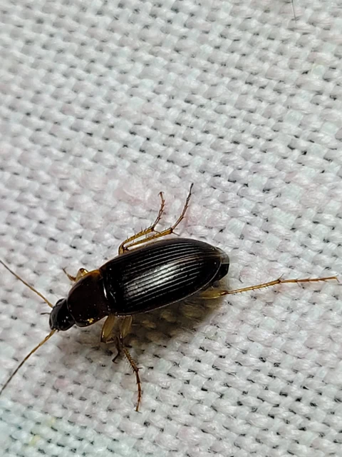 Calathus cinctus - parlagi tarfutó