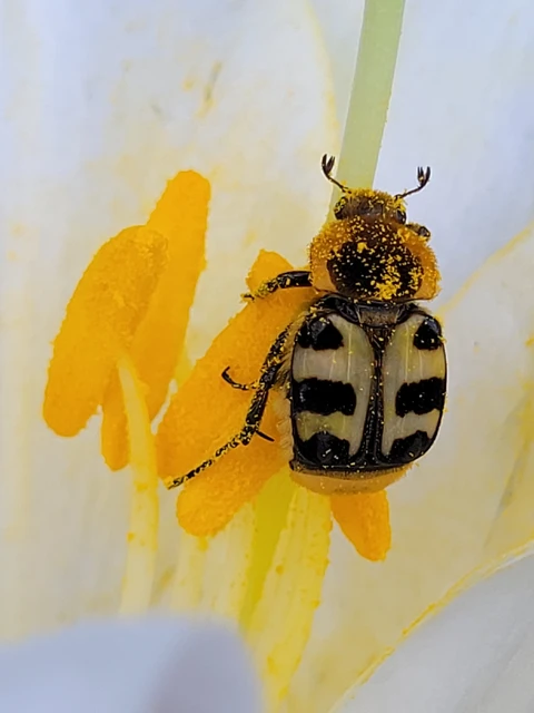 Trichius sexualis - keleti prémesbogár