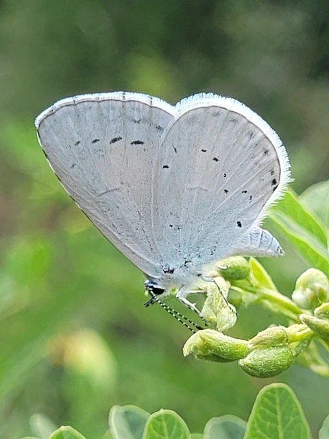 Celastrina argiolus - bengeboglárka