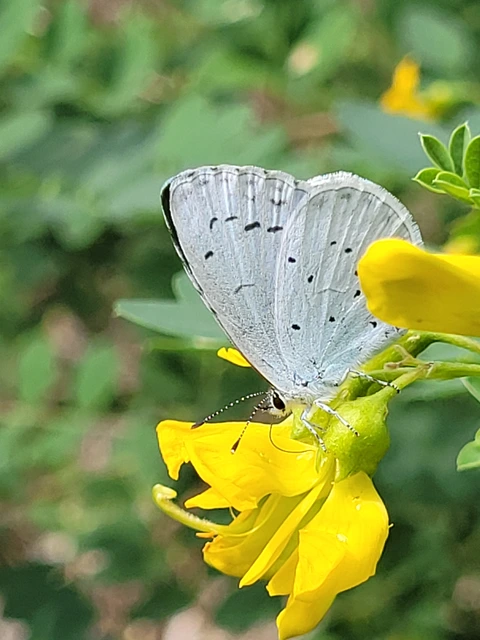 Celastrina argiolus - bengeboglárka