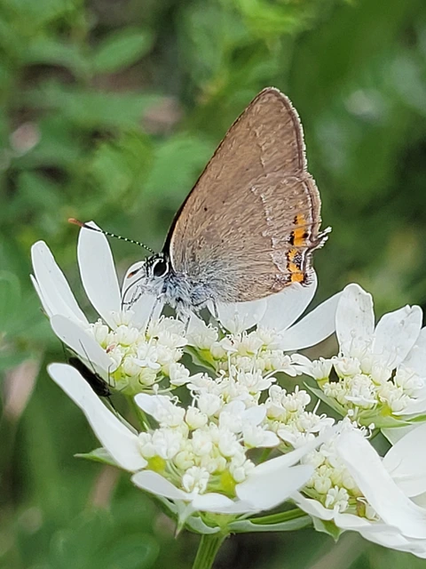 Satyrium acaciae - akác-csücsköslepke