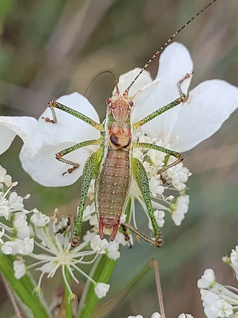 Leptophyes albovittata - közönséges virágszöcske