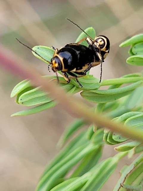 Cryptocephalus moraei - közönséges zömökbogár