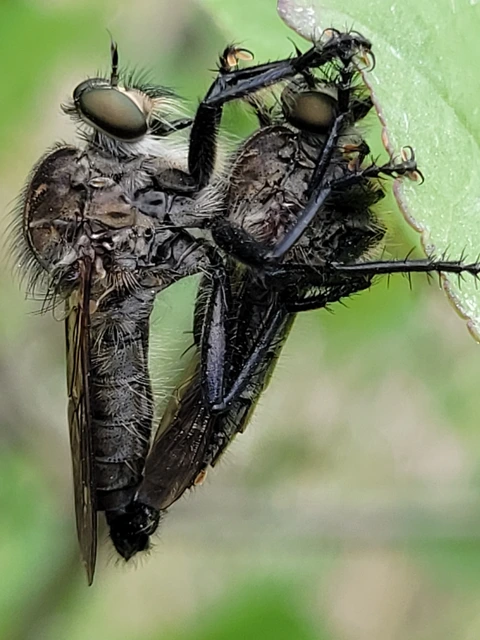 Asilinae