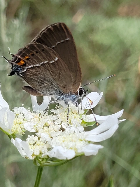Satyrium spini - kökény-csücsköslepke