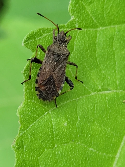 Ceraleptus gracilicornis - tüskéslábú karimáspoloska