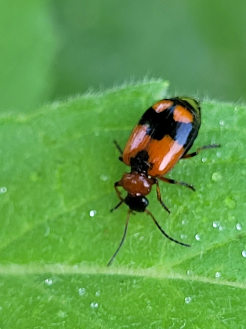 Lebia cruxminor - keresztes cserjefutó
