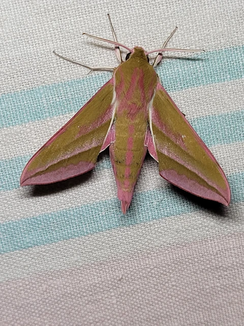 Deilephila elpenor - szőlőszender