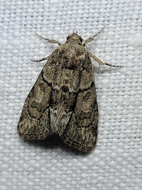 Cryphia fraudatricula - homoki zuzmóbagoly