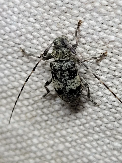 Leiopus nebulosus - öves gesztcincér