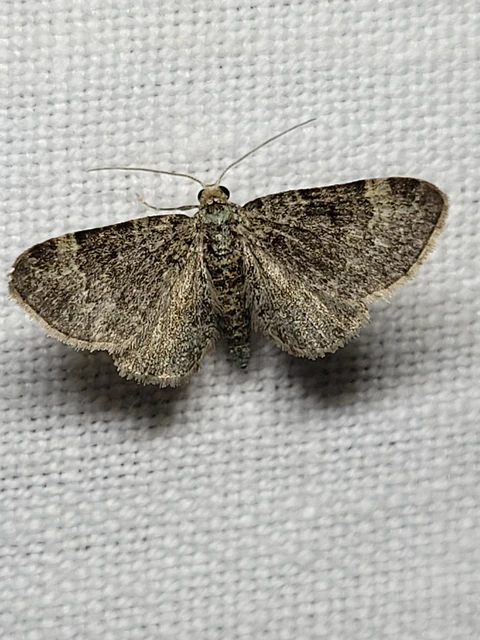 Pasiphila chloerata - hamvas törpearaszoló