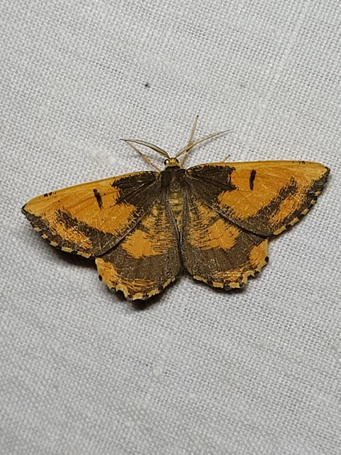 Angerona prunaria - sárga kökényaraszoló