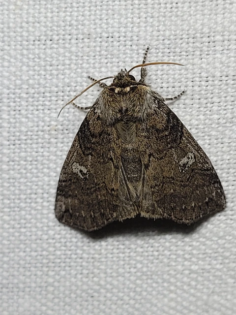 Tethea or - bélyeges pihésszövő