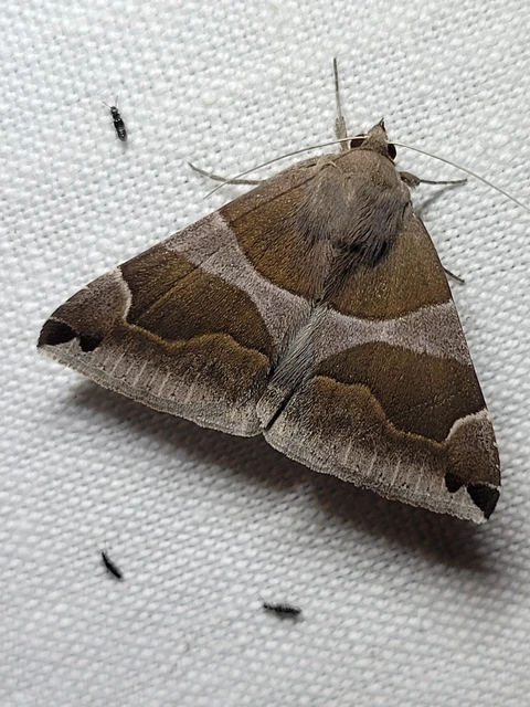 Dysgonia algira - déli porcelánbagoly