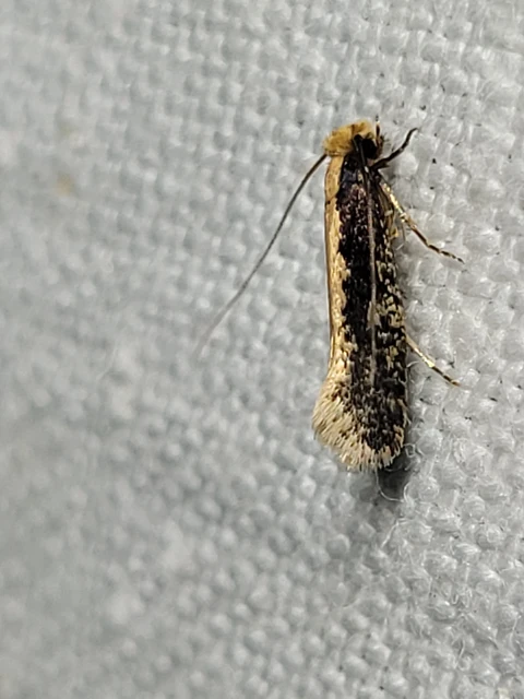 Tineidae - ruhamolyfélék