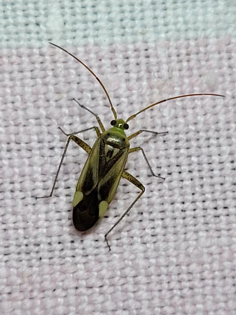 Adelphocoris lineolatus - lucernapoloska