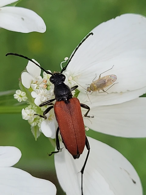 Anastrangalia sanguinolenta - kétszínű virágcincér