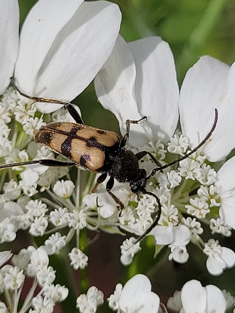 Pachytodes erraticus - rajzos virágcincér