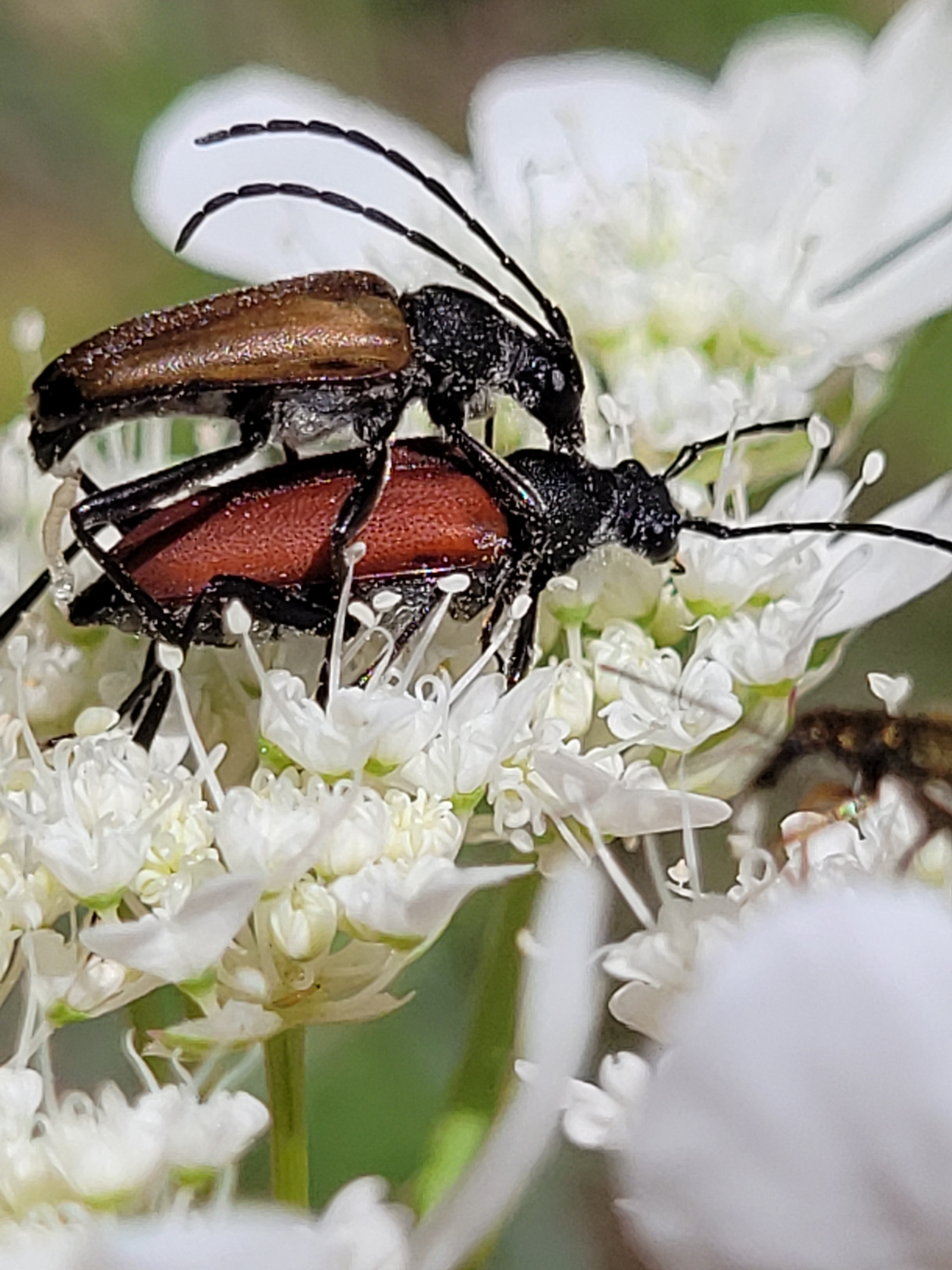 Anastrangalia sanguinolenta - kétszínű virágcincér