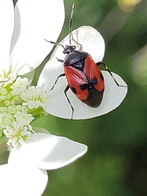 Deraeocoris rutilus - cinóber mezeipoloska