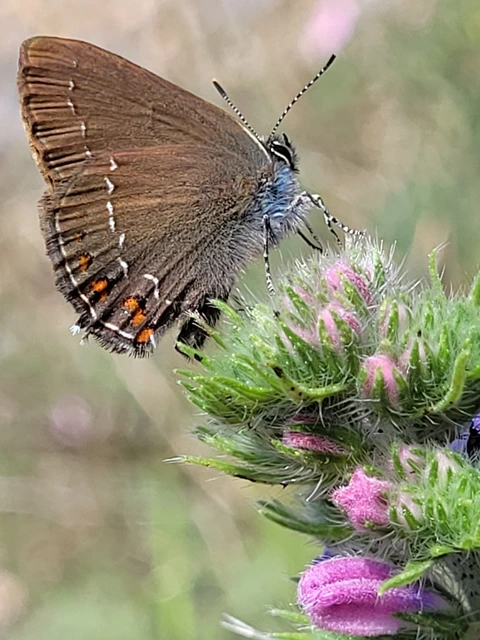 Satyrium ilicis - tölgyfa-csücsköslepke